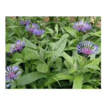 Carte postale de bleuets