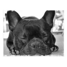 Carte postale de bouledogue français
