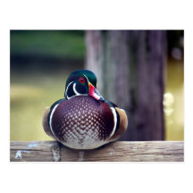 Carte postale de canard en bois
