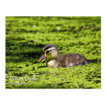 Carte postale de canard en bois (caneton)