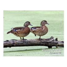 Carte postale de canard en bois (femelles)