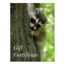 Carte postale de certificat-prime de bébé de raton