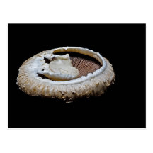 Carte postale de champignon