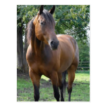 Carte postale de cheval de pur sang de baie