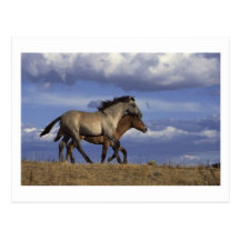 Carte postale de chevaux