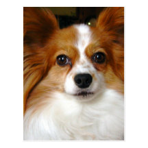 Carte postale de chien de Papillon