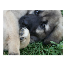 Carte postale de chiot de berger allemand