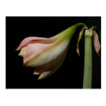 Carte postale de ~ d'amaryllis de demains