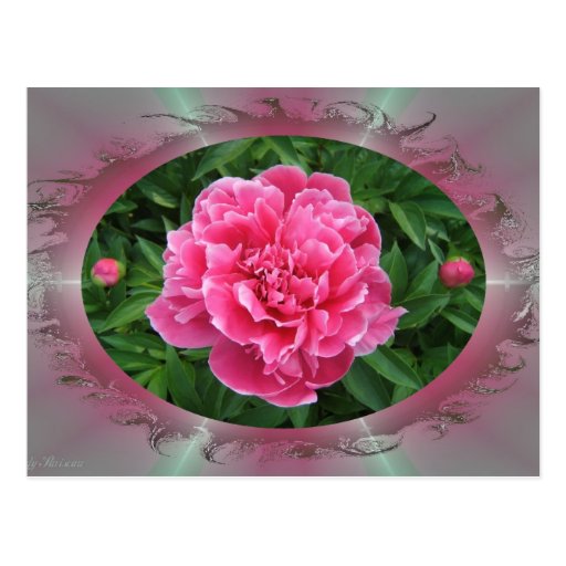Carte postale de ~ de la pivoine w/buds