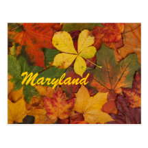 Carte postale de feuille d'automne du Maryland