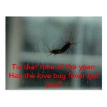 Carte postale de fièvre d'insecte d'amour