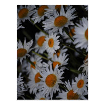 Carte postale de fleurs de marguerites de margueri