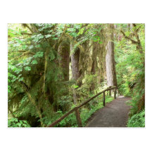 Carte postale de forêt tropicale de vallée de Hoh