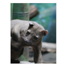 Carte postale de Fossa