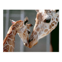 Carte postale de girafe et de bébé