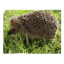 Carte postale de hérisson