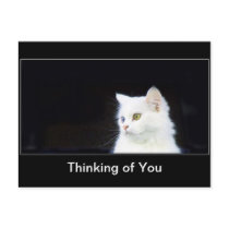 Carte postale de Kitty