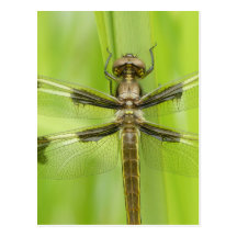 Carte postale de libellule
