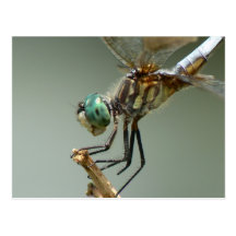 Carte postale de libellule