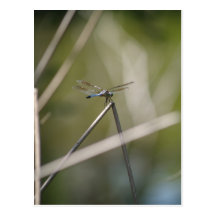 Carte postale de libellule
