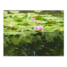 Carte postale de Lilypad
