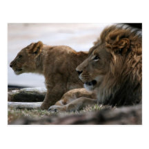 Carte postale de lions
