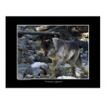 Carte postale de loup gris "de recherche de vision