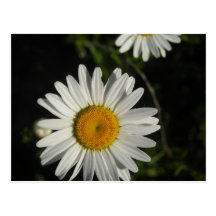 Carte postale de marguerite