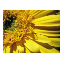 Carte postale de marguerite de Gerbera