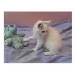 carte postale de minou