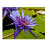 Carte postale de nénuphar