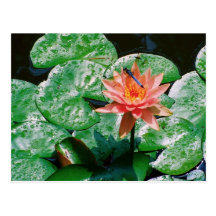 Carte postale de nénuphar