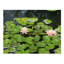 Carte postale de nénuphar