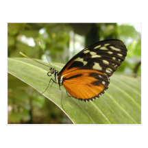 carte postale de papillon