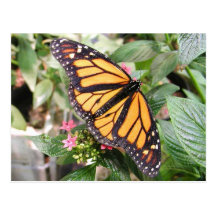 carte postale de papillon