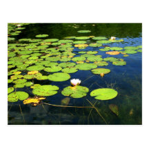 Carte postale de protection de lis