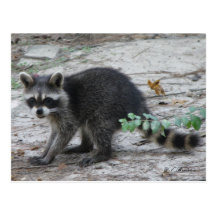 Carte postale de raton laveur de bébé