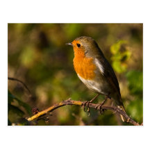 Carte postale de Robin d'hiver