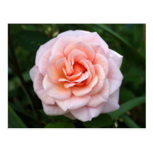 Carte postale de rose de rose de Bloomin