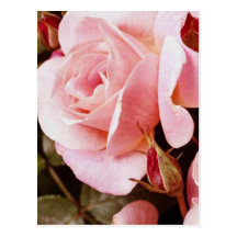 Carte postale de RSVP