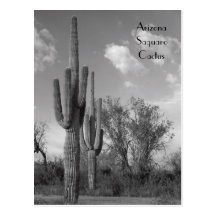 Carte postale de Saguaro de l'Arizona