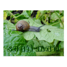 Carte postale de snail mail