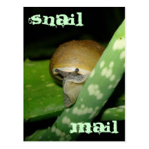 Carte postale de snail mail