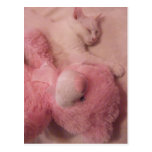 carte postale de sommeils de nounours du chaton n