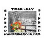 Carte postale de TigerLilly