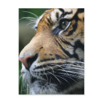 Carte postale de tigre