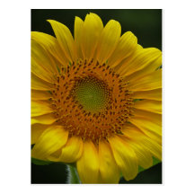 Carte postale de tournesol