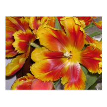 Carte postale de tulipes