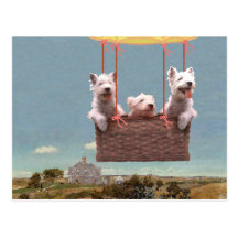 Carte postale de Westie