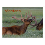 Carte postale d'élans du Montana
